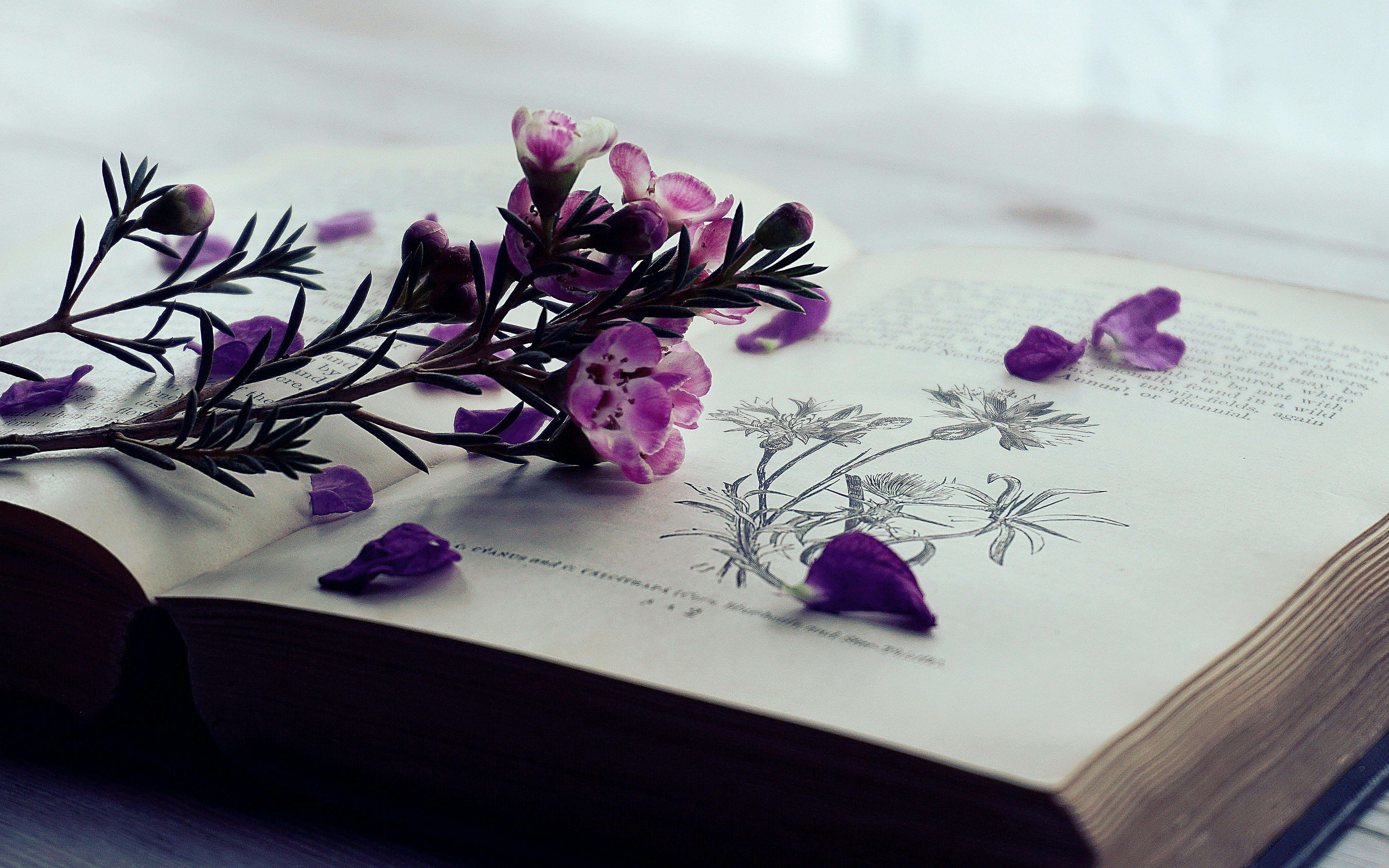 Open book with purple flowers laying across botanical drawings on the pages, soft focus background.